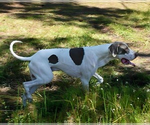 Father of the Great Dane puppies born on 04/01/2026