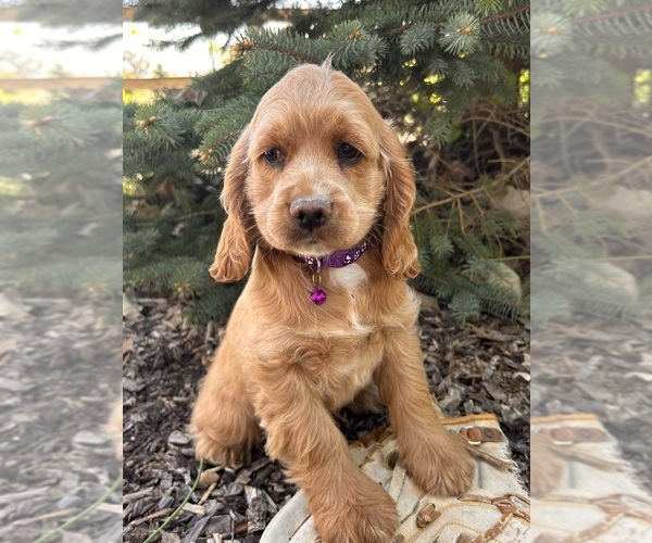 Medium Photo #3 Cockapoo Puppy For Sale in MIDDLEBURY, IN, USA