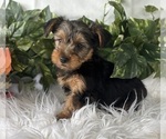 Small #3 Yorkshire Terrier