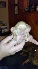 Labrador Retriever Puppy for sale in LEWIS RUN, PA, USA