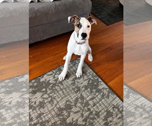Mutt Dogs for adoption in Fenton, MO, USA