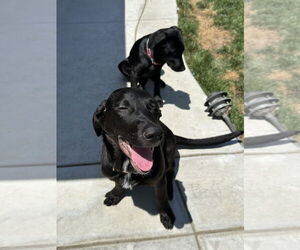 Kylie - Female Labrador Retriever-Unknown Mix Dog for Adoption - Photo #9