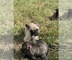 Small #1 French Bulldog