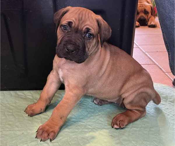 Medium Photo #3 Boerboel-Cane Corso Mix Puppy For Sale in MARION, OH, USA