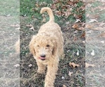 Small Photo #6 Goldendoodle Puppy For Sale in BUFFALO, MO, USA