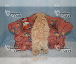 Small Photo #19 Maltipoo Puppy For Sale in SANGER, TX, USA