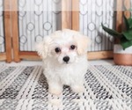 Small Photo #1 Maltipoo Puppy For Sale in NAPLES, FL, USA