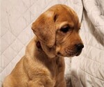 Small Photo #45 Labrador Retriever Puppy For Sale in BUFFALO, NY, USA