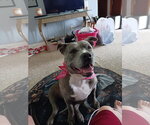 Small #8 American Staffordshire Terrier Mix