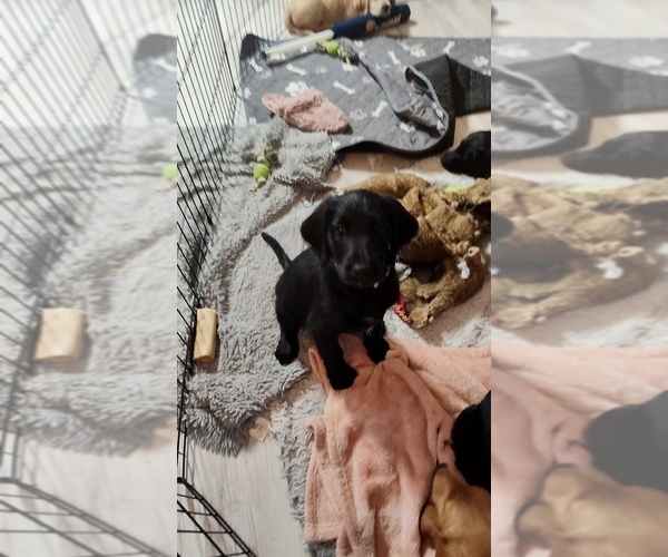 Medium Photo #7 Labradoodle Puppy For Sale in STALEY, NC, USA