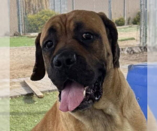 Medium Photo #4 Mastiff Puppy For Sale in Goodyear, AZ, USA