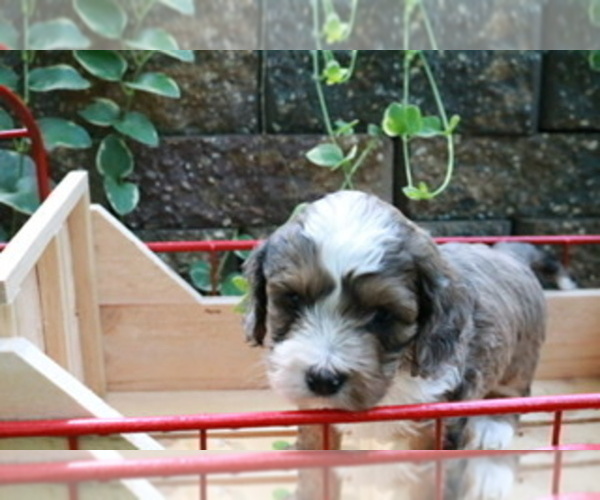 Medium Photo #11 Cocker Spaniel-Poodle (Miniature) Mix Puppy For Sale in DUBARD, MS, USA