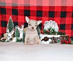 Small Photo #48 Chihuahua Puppy For Sale in CHARLESTON, AR, USA