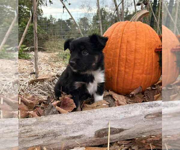 Medium Photo #1 Miniature Australian Shepherd Puppy For Sale in GLENWOOD, IN, USA