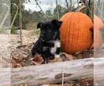 Puppy Raven Miniature Australian Shepherd