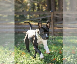 Leia - Female Mutt Dog for Adoption - Photo #6