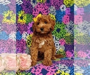 Cavapoo Puppy for sale in KIRKWOOD, PA, USA