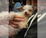 Small #2 Poodle (Toy)