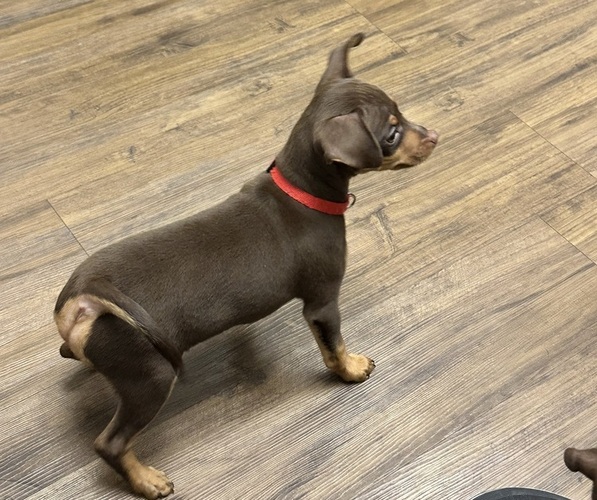 Medium Photo #2 Miniature Pinscher Puppy For Sale in SUMMERVILLE, SC, USA