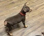 Small #1 Miniature Pinscher