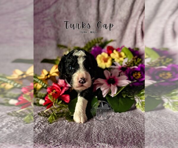 Medium Photo #5 Bordoodle Puppy For Sale in ELIZABETH CITY, NC, USA