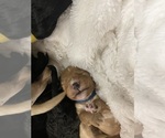 Small Photo #9 Goldendoodle Puppy For Sale in WICHITA, KS, USA