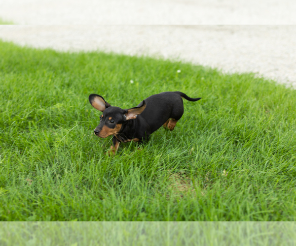 Medium Photo #4 Dachshund Puppy For Sale in NAPPANEE, IN, USA