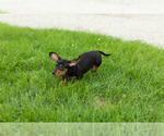 Small #3 Dachshund