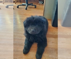 Chow Chow Puppy for sale in ESTACADA, OR, USA