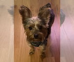 Small Photo #3 Mutt Puppy For Sale in Mundelein, IL, USA