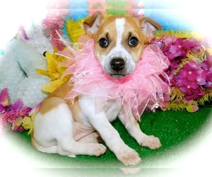 Australian Cattle Dog-Jack-Rat Terrier Mix Puppy for sale in HAMMOND, IN, USA