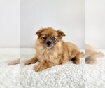 Small #4 Pomeranian