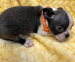 Small Photo #7 Boston Terrier Puppy For Sale in GILMER, TX, USA