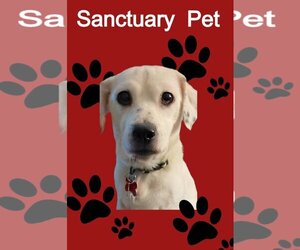 Ivy Grandma Great - Female Jack Russell Terrier-Unknown Mix Dog for Adoption - Photo #2