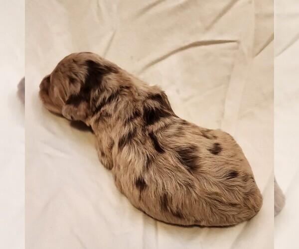 Medium Photo #7 F2 Aussiedoodle Puppy For Sale in COLUMBIA, TN, USA
