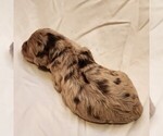 Small #6 F2 Aussiedoodle