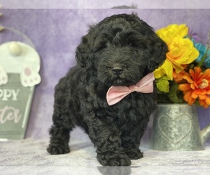 Goldendoodle (Miniature) Puppy for sale in LANCASTER, PA, USA