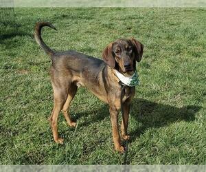 Bloodhound-German Shepherd Dog Mix Dogs for adoption in Placerville, CA, USA