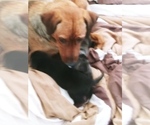 Small Photo #10 Labrador Retriever-Red Heeler Mix Puppy For Sale in CEDAR CITY, UT, USA