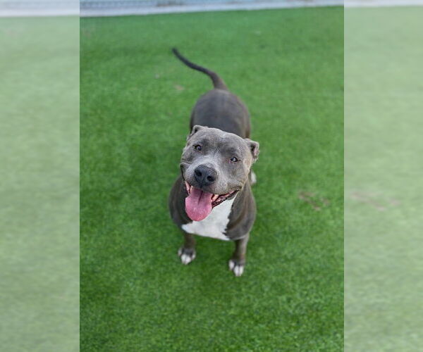 Medium Photo #2 American Staffordshire Terrier-Unknown Mix Puppy For Sale in Grand Prairie, TX, USA