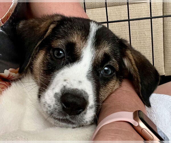 Medium Photo #4 Treeing Walker Coonhound-Unknown Mix Puppy For Sale in Dana Point, CA, USA