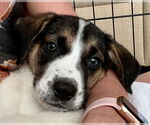 Small #3 Treeing Walker Coonhound Mix