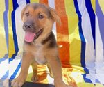 Small Photo #14 Mutt Puppy For Sale in San Diego, CA, USA