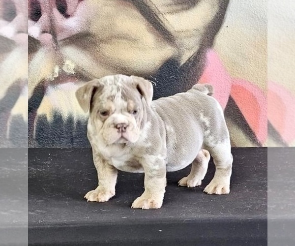 Medium Photo #4 English Bulldog Puppy For Sale in WINTER PARK, FL, USA