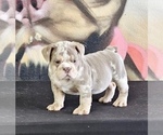 Small Photo #4 English Bulldog Puppy For Sale in WINTER PARK, FL, USA