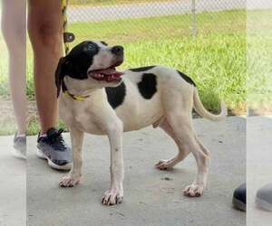 Mutt Dogs for adoption in Abbeville, LA, USA