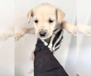 Labrador Retriever Dogs for adoption in Houston, TX, USA