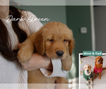 Puppy Dark Green Golden Retriever