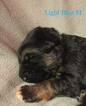 Small Photo #6 German Shepherd Dog Puppy For Sale in COLETA, IL, USA