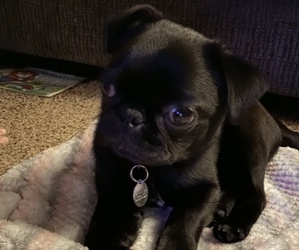 Pug Puppy for sale in QUINCY, KY, USA